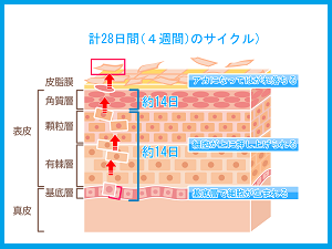 アトピスマイル 効果