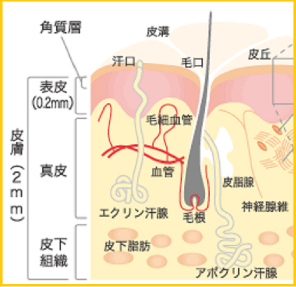 アトピスマイル 顔